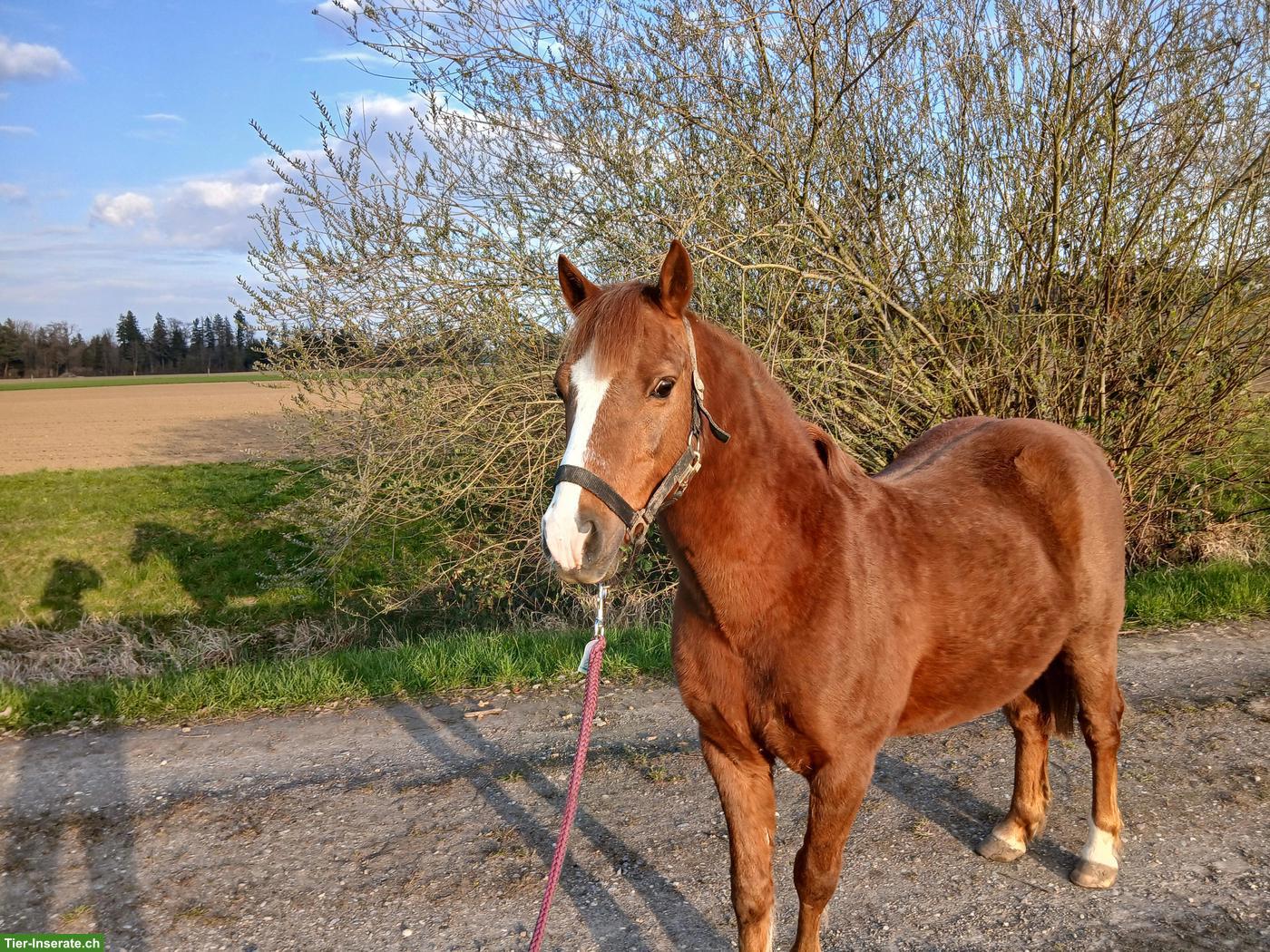 Bild 2: Irisches Freizeitpony, ca. 120cm, Wallach, Fuchs, 11-jährig