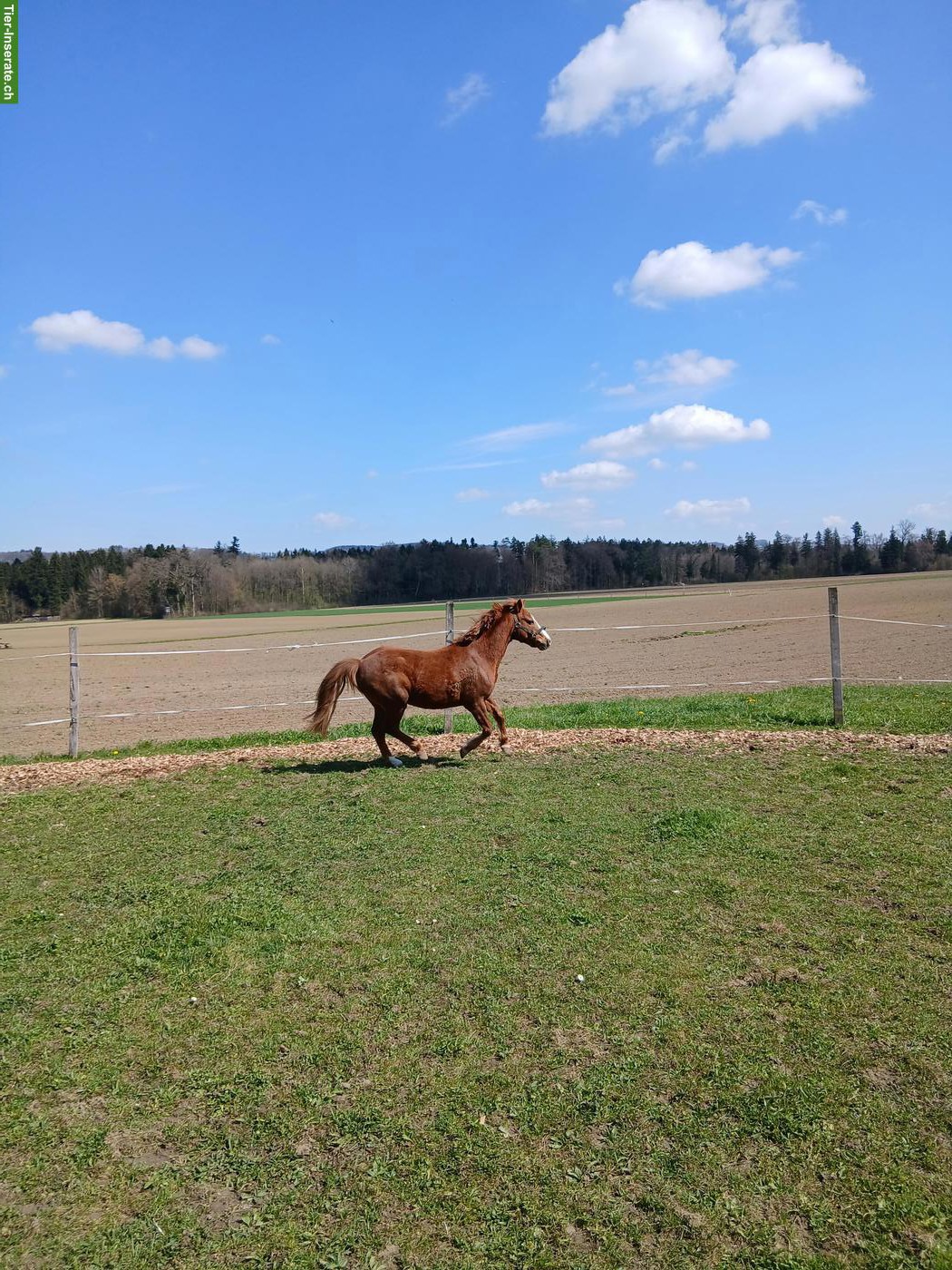 Bild 3: Irisches Freizeitpony, ca. 120cm, Wallach, Fuchs, 11-jährig