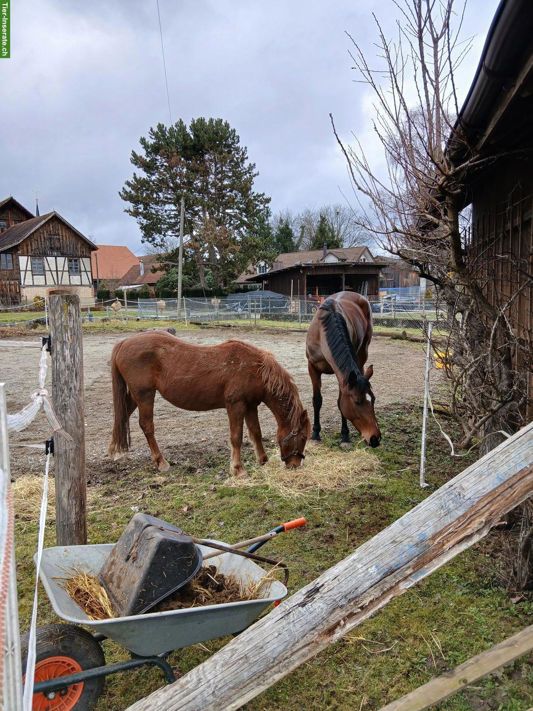 Bild 4: Irisches Freizeitpony, ca. 120cm, Wallach, Fuchs, 11-jährig