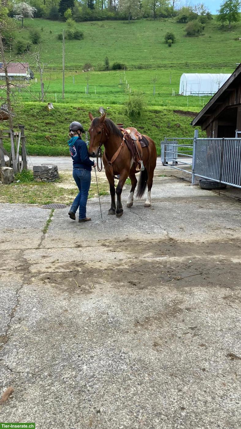Freiberger Stute mit 0% Fremdblutanteil