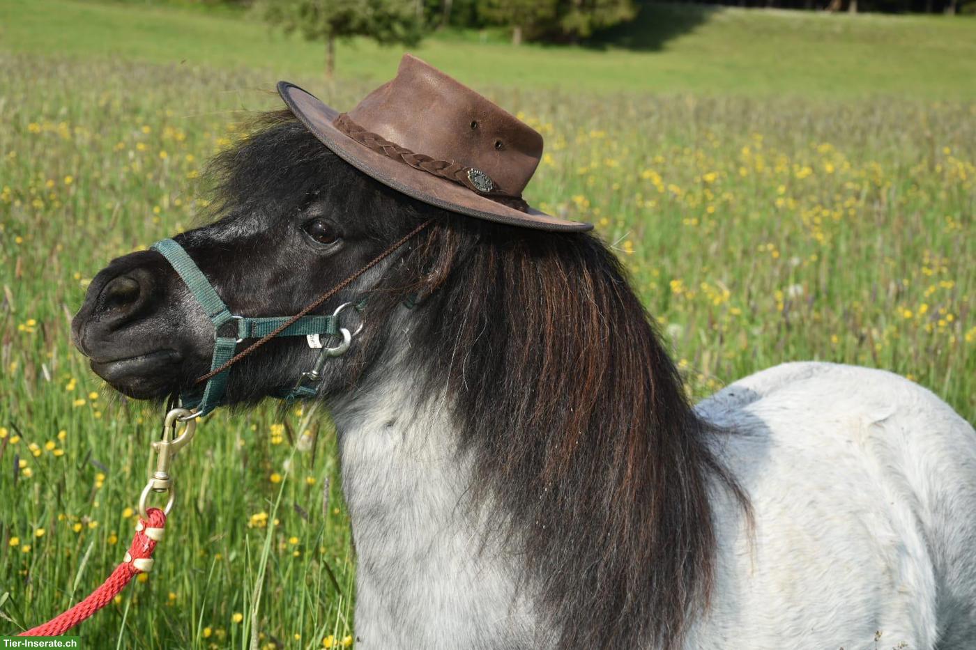 4 hübsche Mini Shetty Stuten suchen ein Zuhause