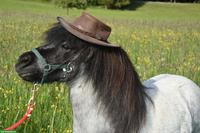 4 hübsche Mini Shetty Stuten suchen ein Zuhause