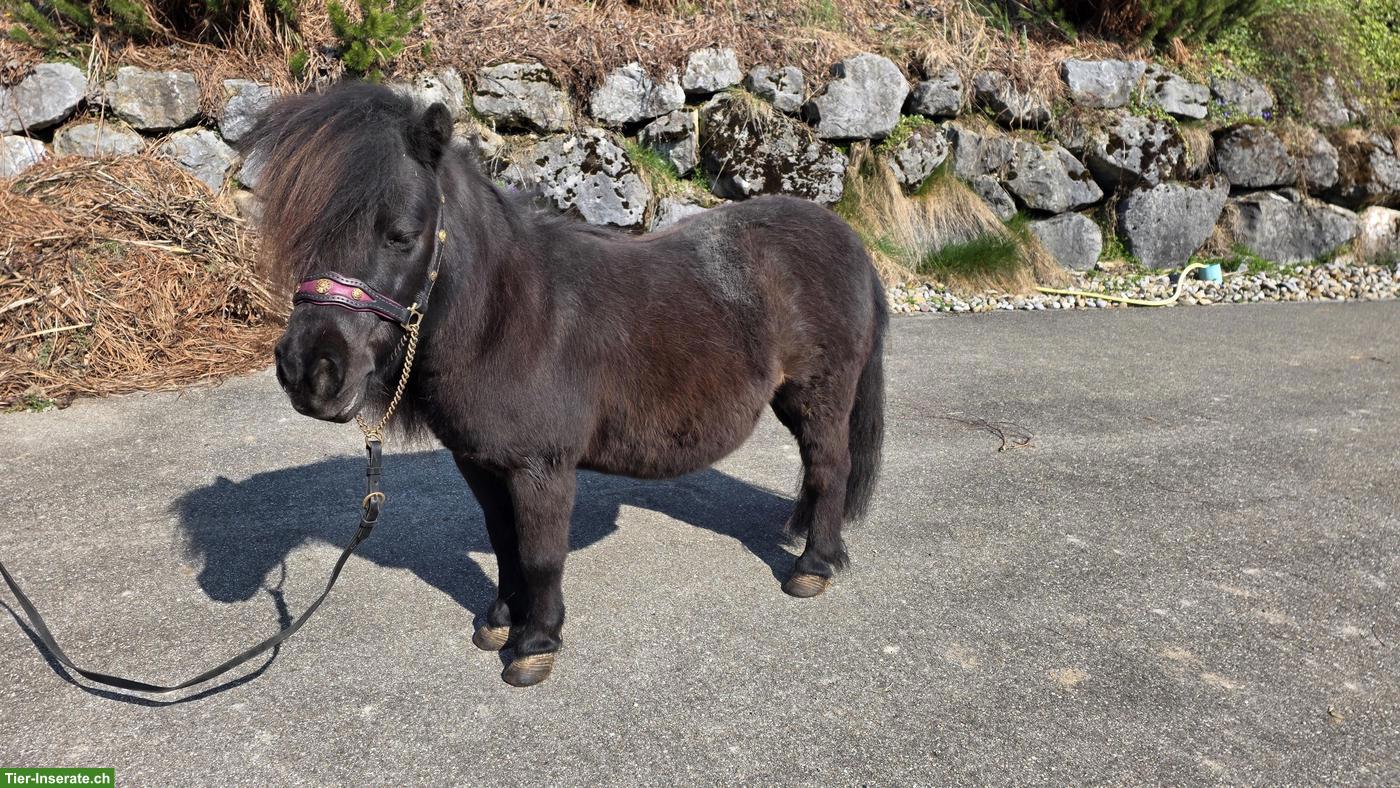 Bild 10: 4 hübsche Mini Shetty Stuten suchen ein Zuhause