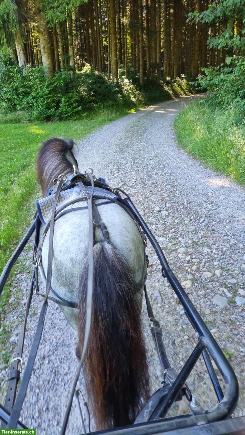 Bild 2: 4 hübsche Mini Shetty Stuten suchen ein Zuhause