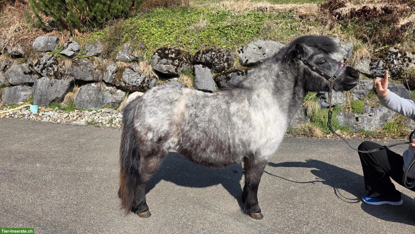 Bild 3: 4 hübsche Mini Shetty Stuten suchen ein Zuhause