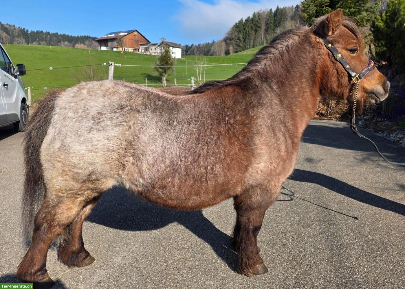 Bild 4: 4 hübsche Mini Shetty Stuten suchen ein Zuhause
