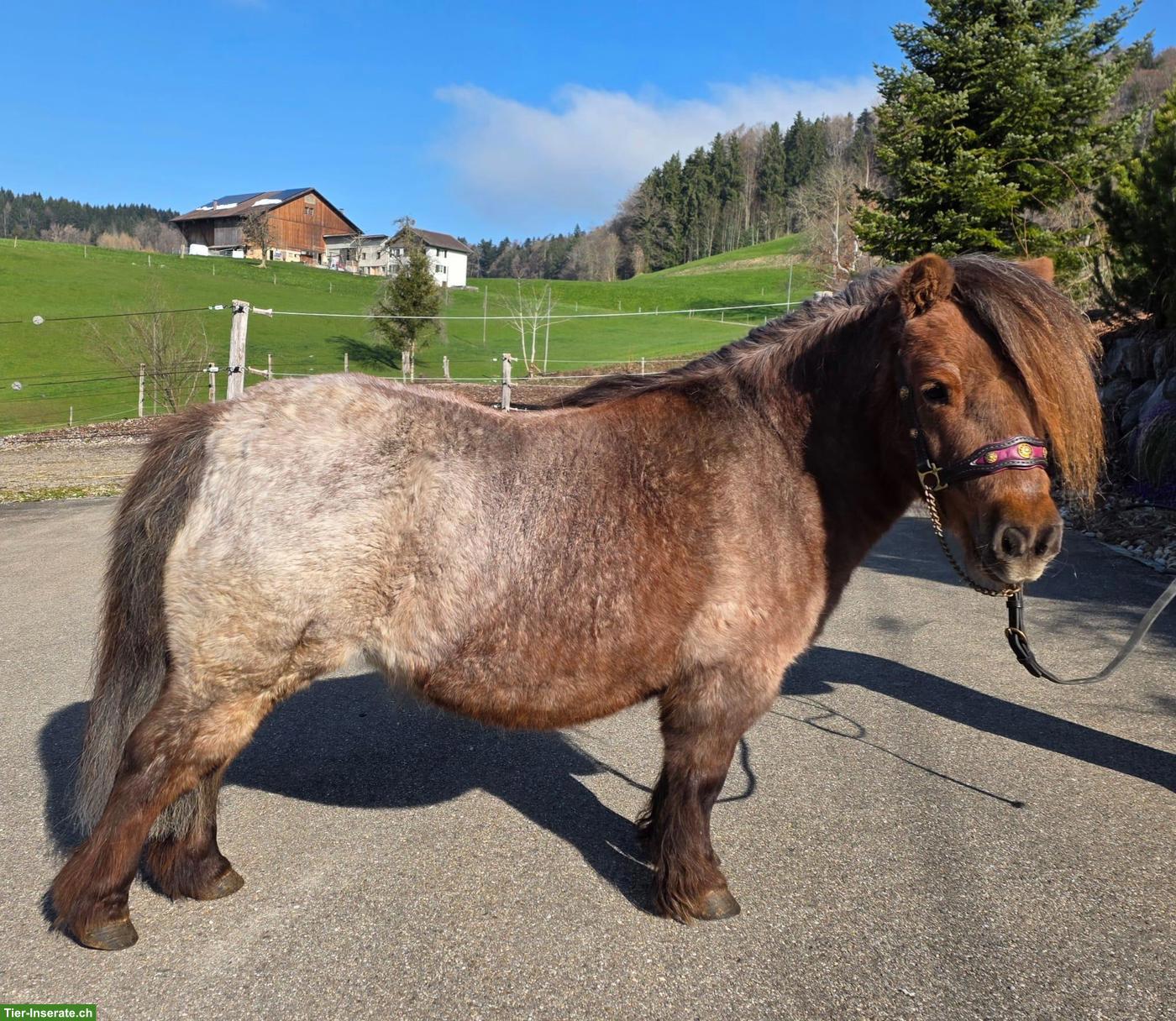 Bild 5: 4 hübsche Mini Shetty Stuten suchen ein Zuhause