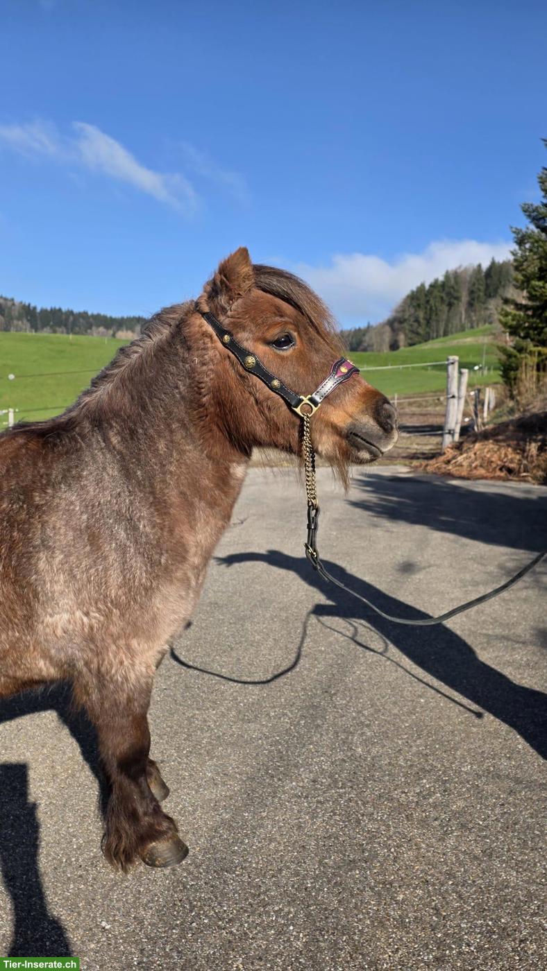 Bild 6: 4 hübsche Mini Shetty Stuten suchen ein Zuhause