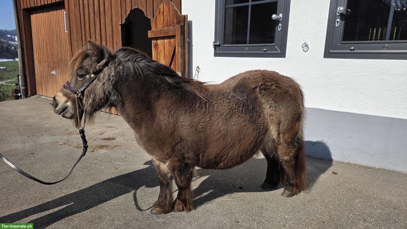 Bild 7: 4 hübsche Mini Shetty Stuten suchen ein Zuhause