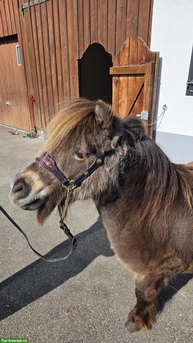 Bild 8: 4 hübsche Mini Shetty Stuten suchen ein Zuhause