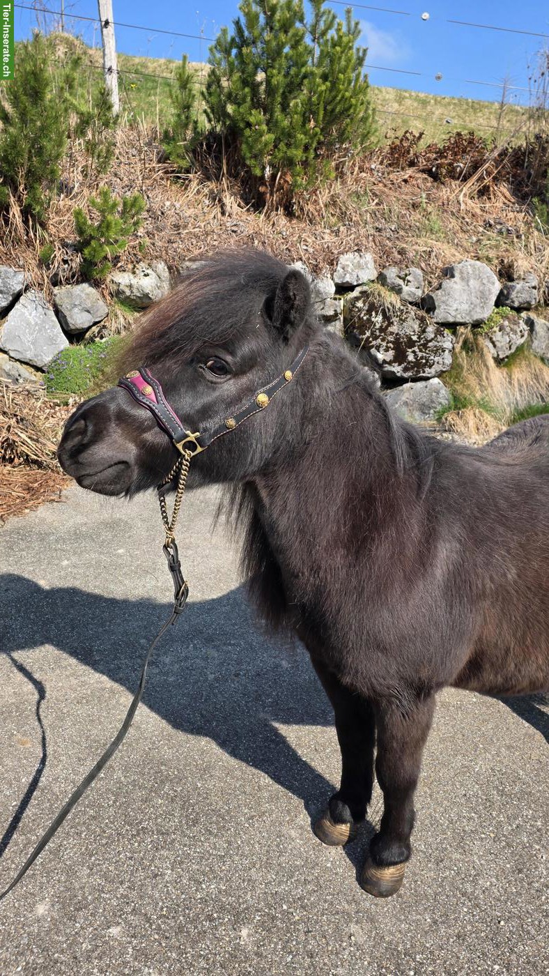 Bild 9: 4 hübsche Mini Shetty Stuten suchen ein Zuhause
