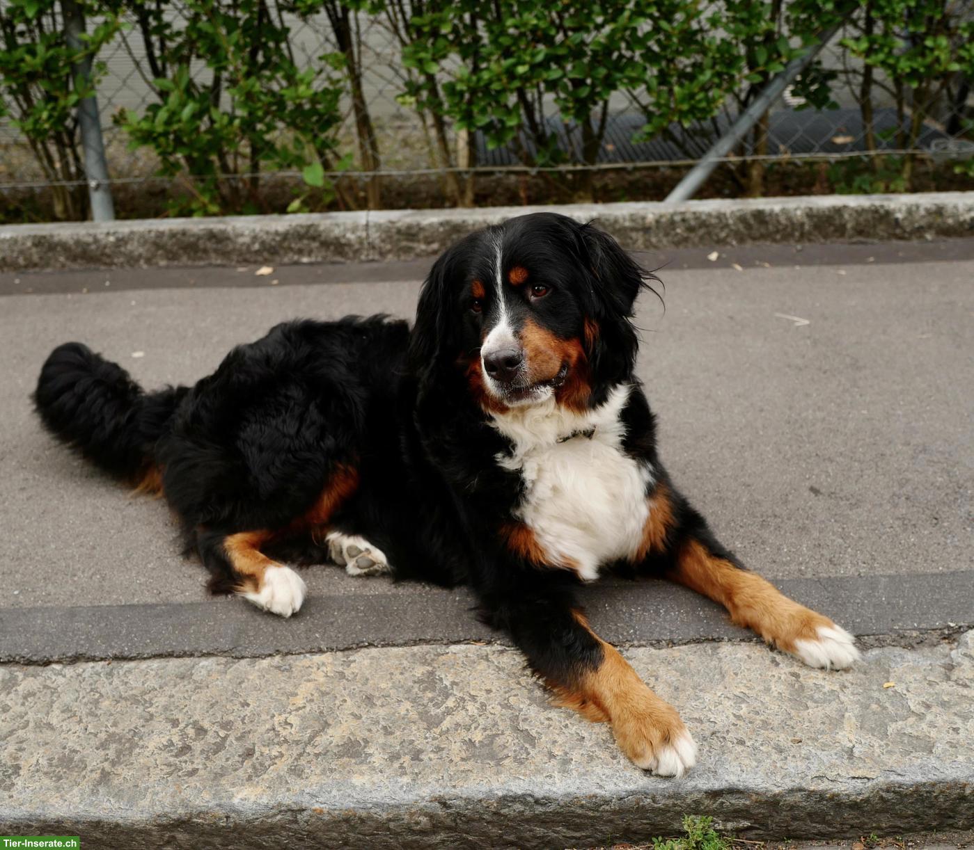 Wunderschöne Berner Sennenhündin mit Stammbaum