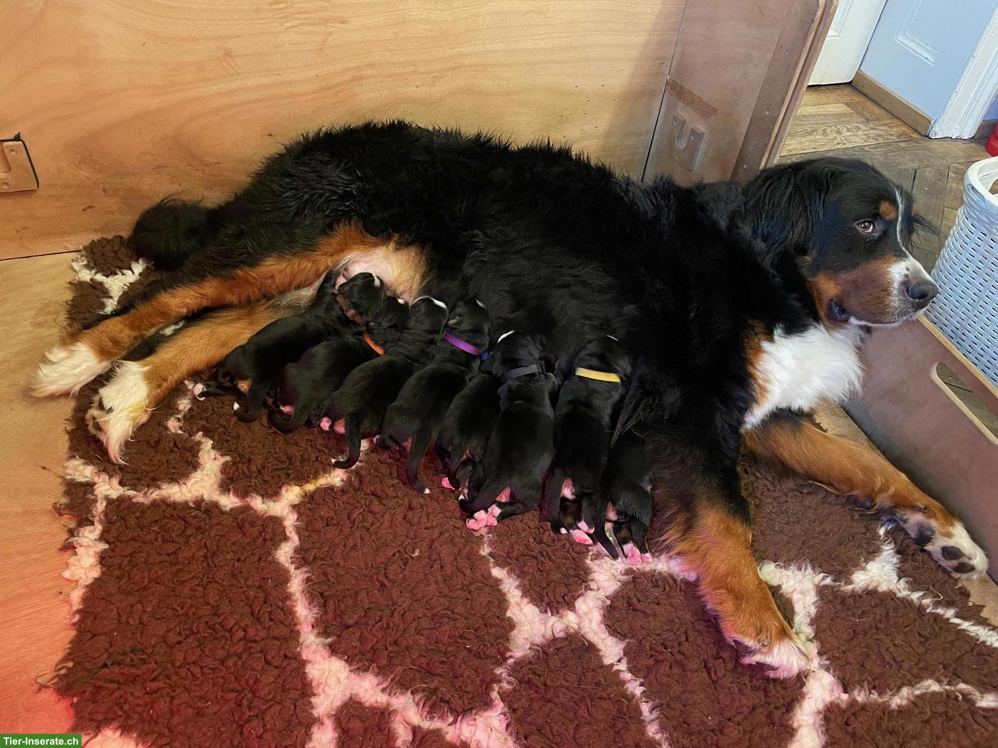 Bild 2: Wunderschöne Berner Sennenhündin mit Stammbaum