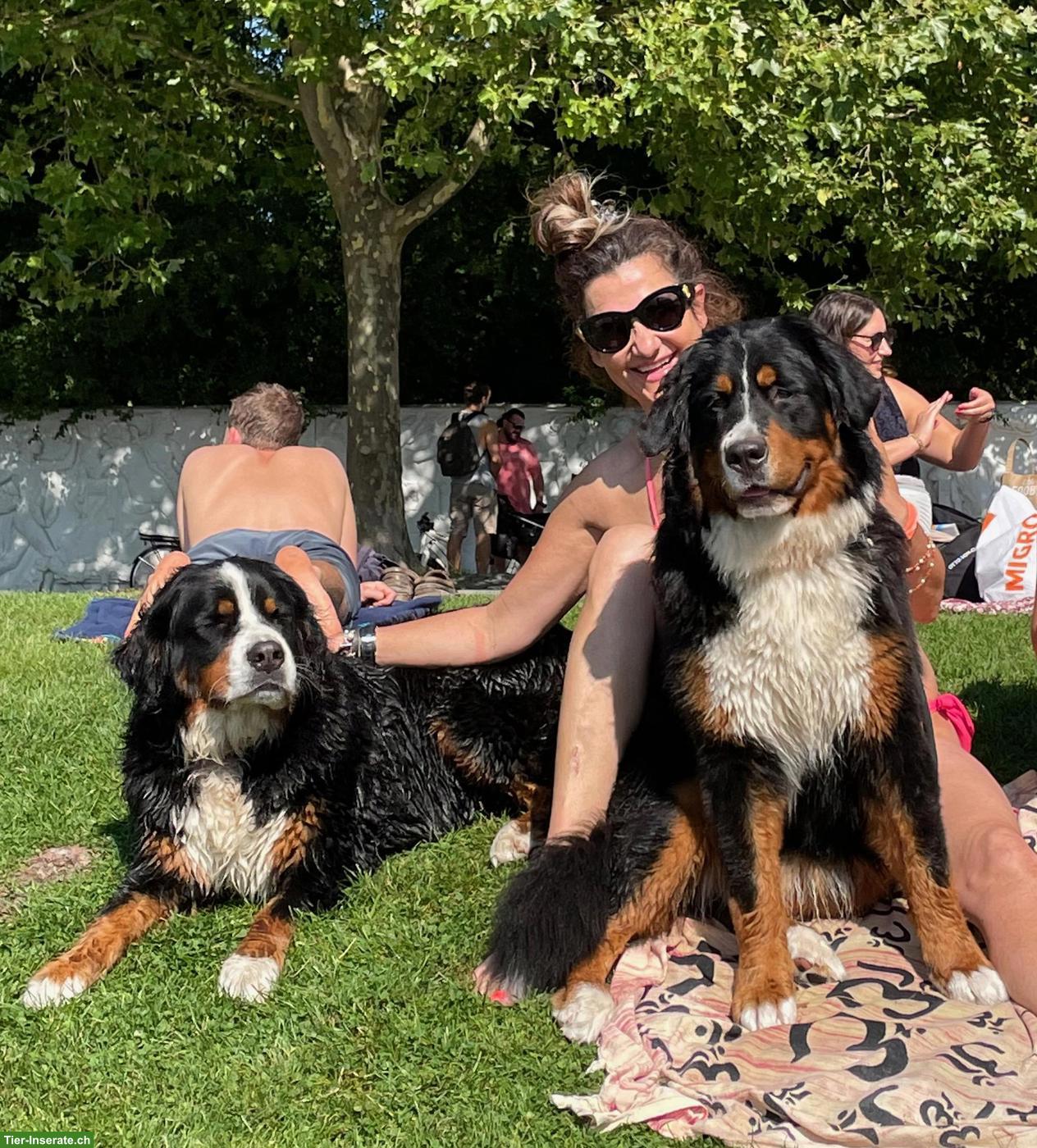 Bild 3: Wunderschöne Berner Sennenhündin mit Stammbaum