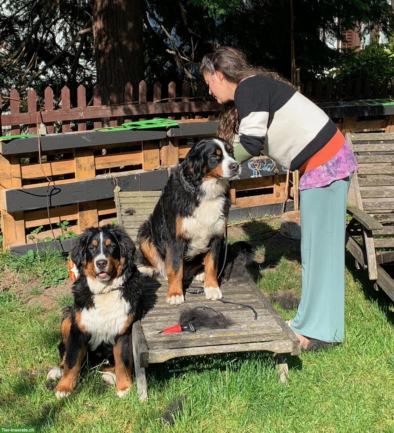 Bild 4: Wunderschöne Berner Sennenhündin mit Stammbaum