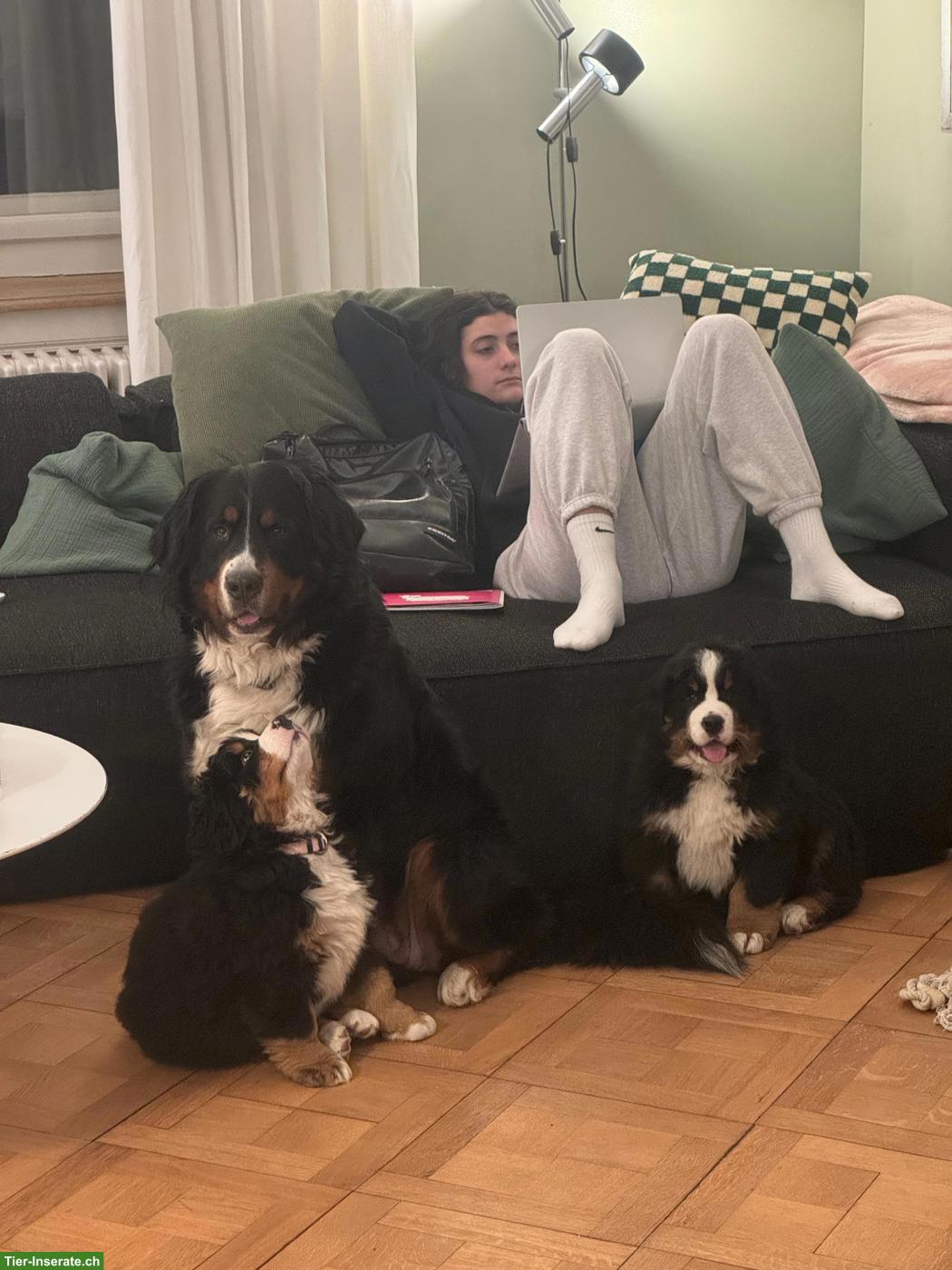 Bild 5: Wunderschöne Berner Sennenhündin mit Stammbaum