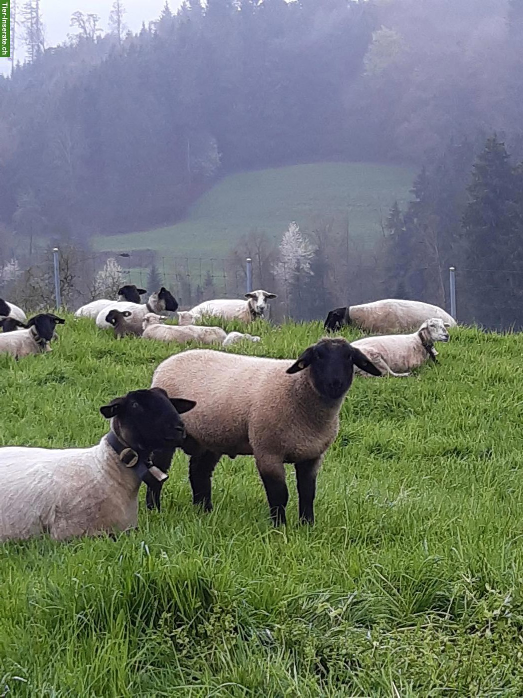 Junger Suffolk Schafbock, reinrassig