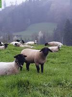 Junger Suffolk Schafbock, reinrassig