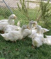 2 Aylesburyenten, weiblich, eierlegend