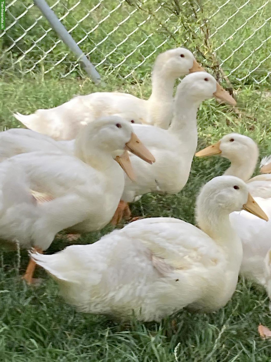 Bild 2: 2 Aylesburyenten, weiblich, eierlegend