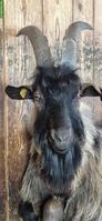 Stiefelgeissen Bock zu verkaufen