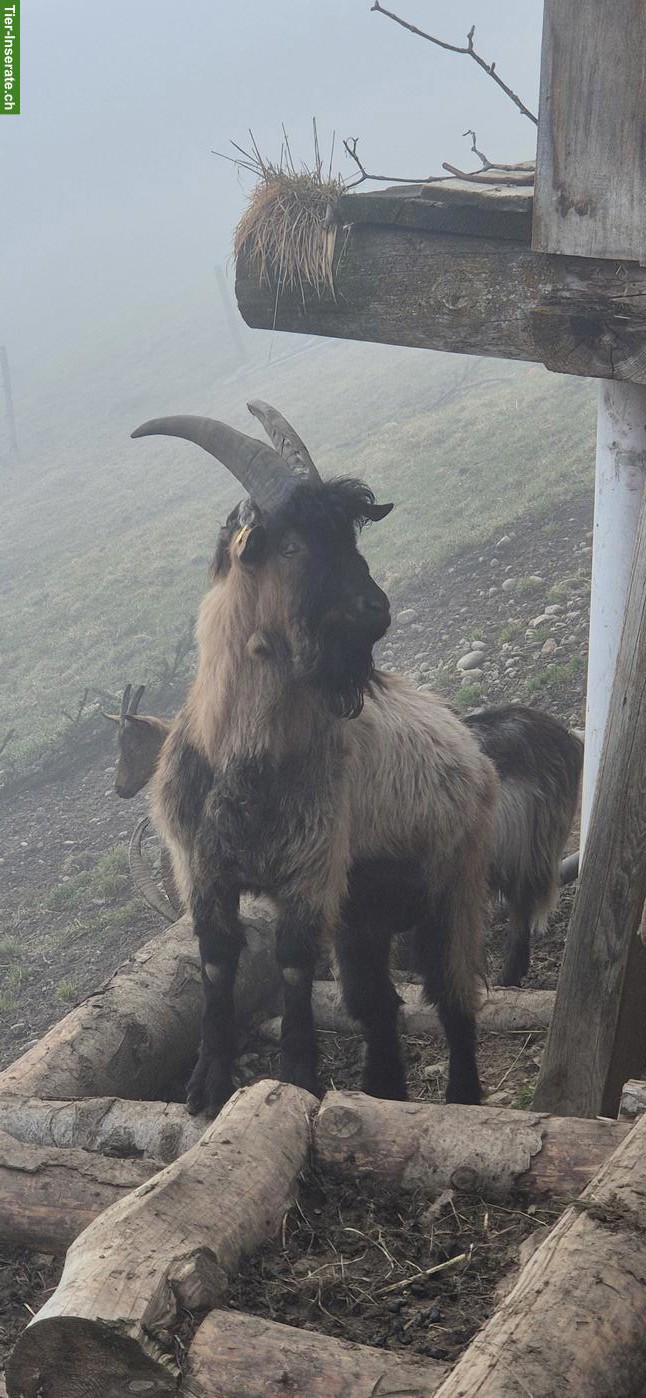 Bild 2: Stiefelgeissen Bock zu verkaufen