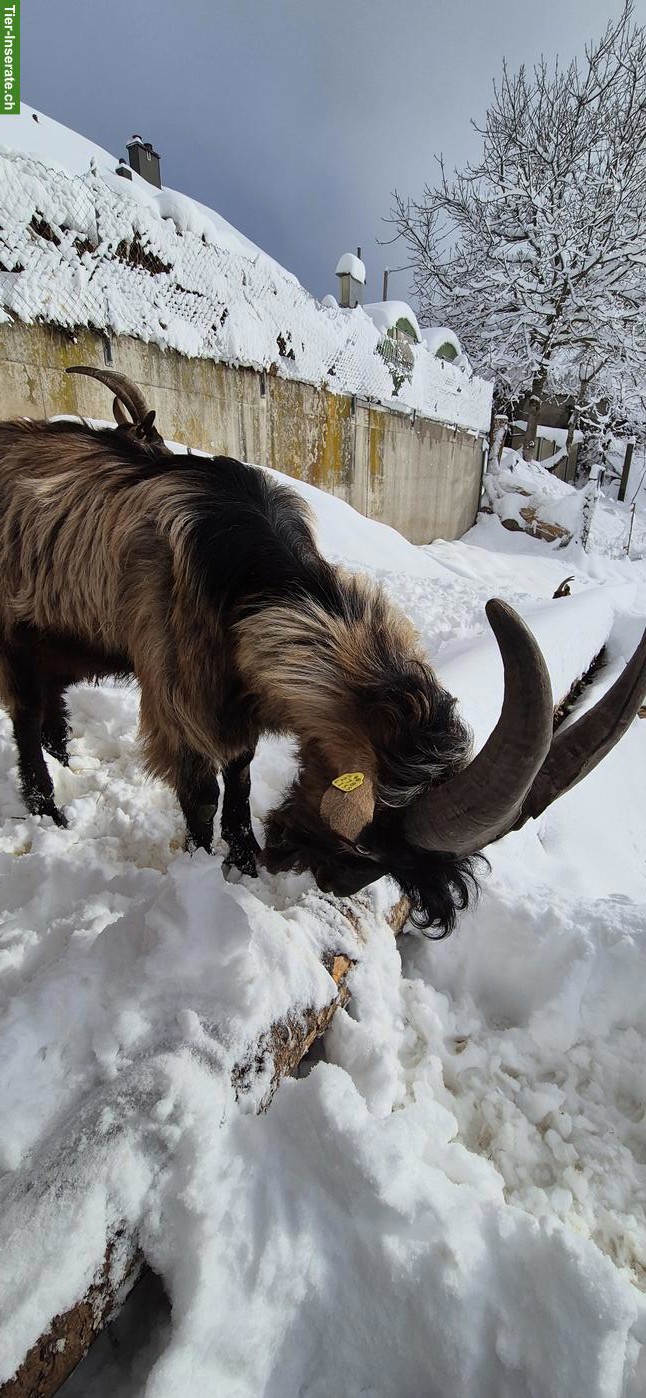 Bild 3: Stiefelgeissen Bock zu verkaufen