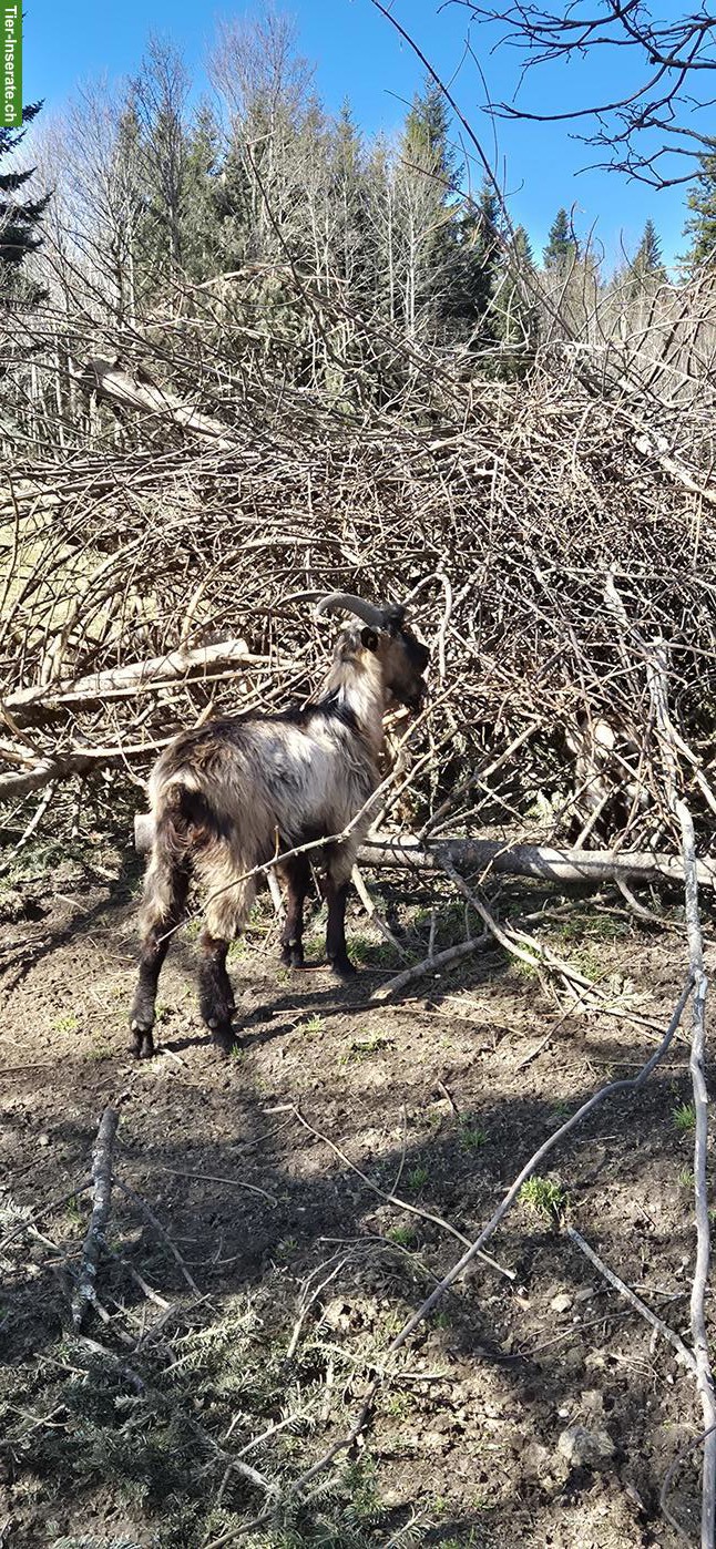 Bild 4: Stiefelgeissen Bock zu verkaufen