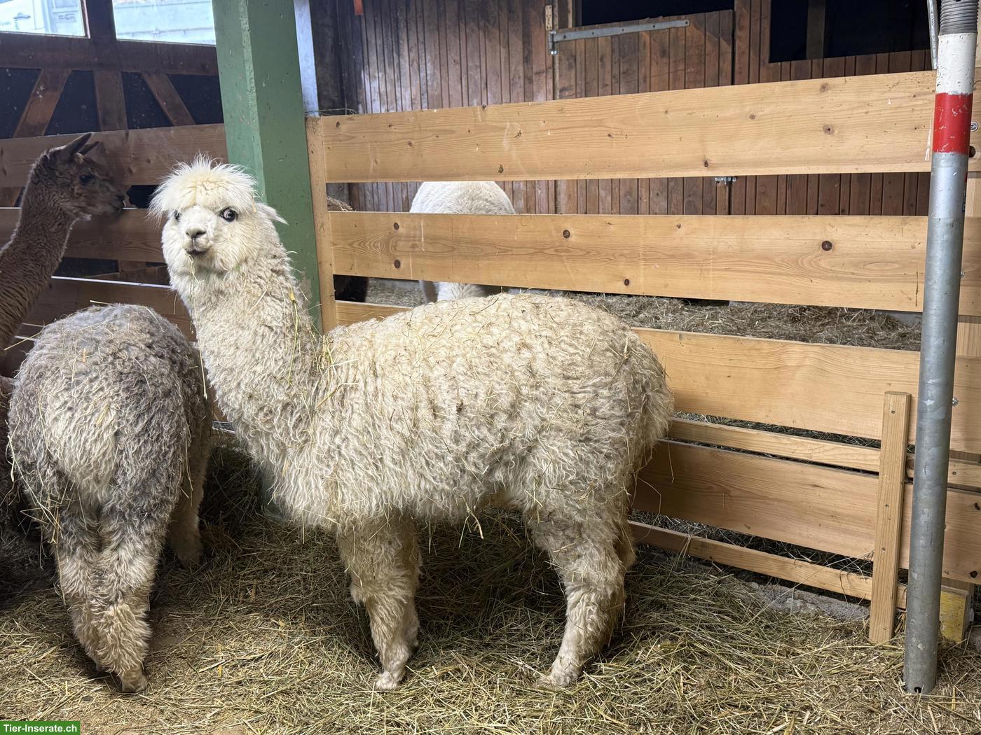 Junge Alpaka Stute zu verkaufen