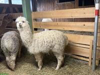 Junge Alpaka Stute zu verkaufen