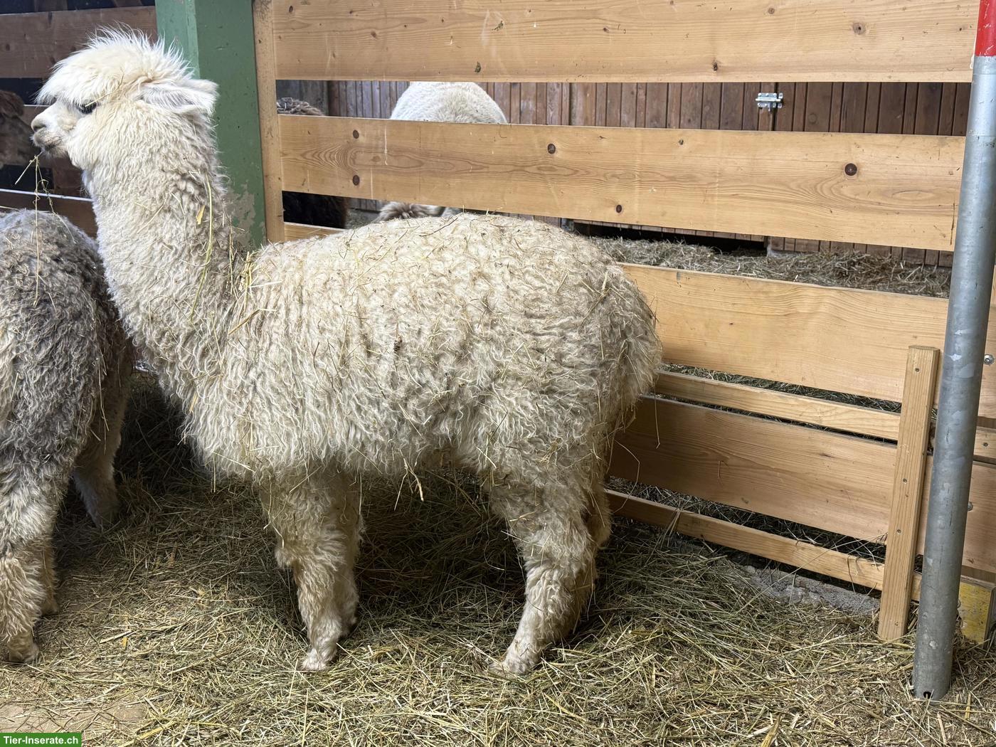 Bild 2: Junge Alpaka Stute zu verkaufen