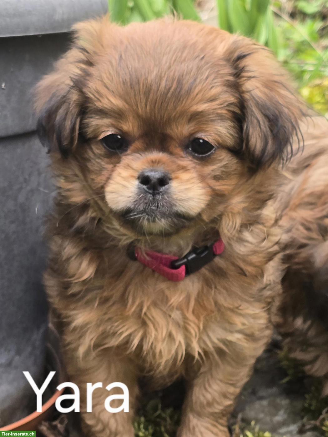 Chihuahua/Havaneser x Bolonka Mix Welpen