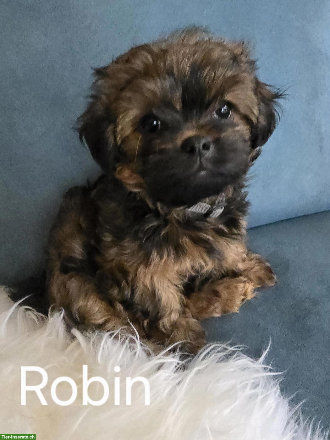 Bild 2: Chihuahua/Havaneser x Bolonka Mix Welpen