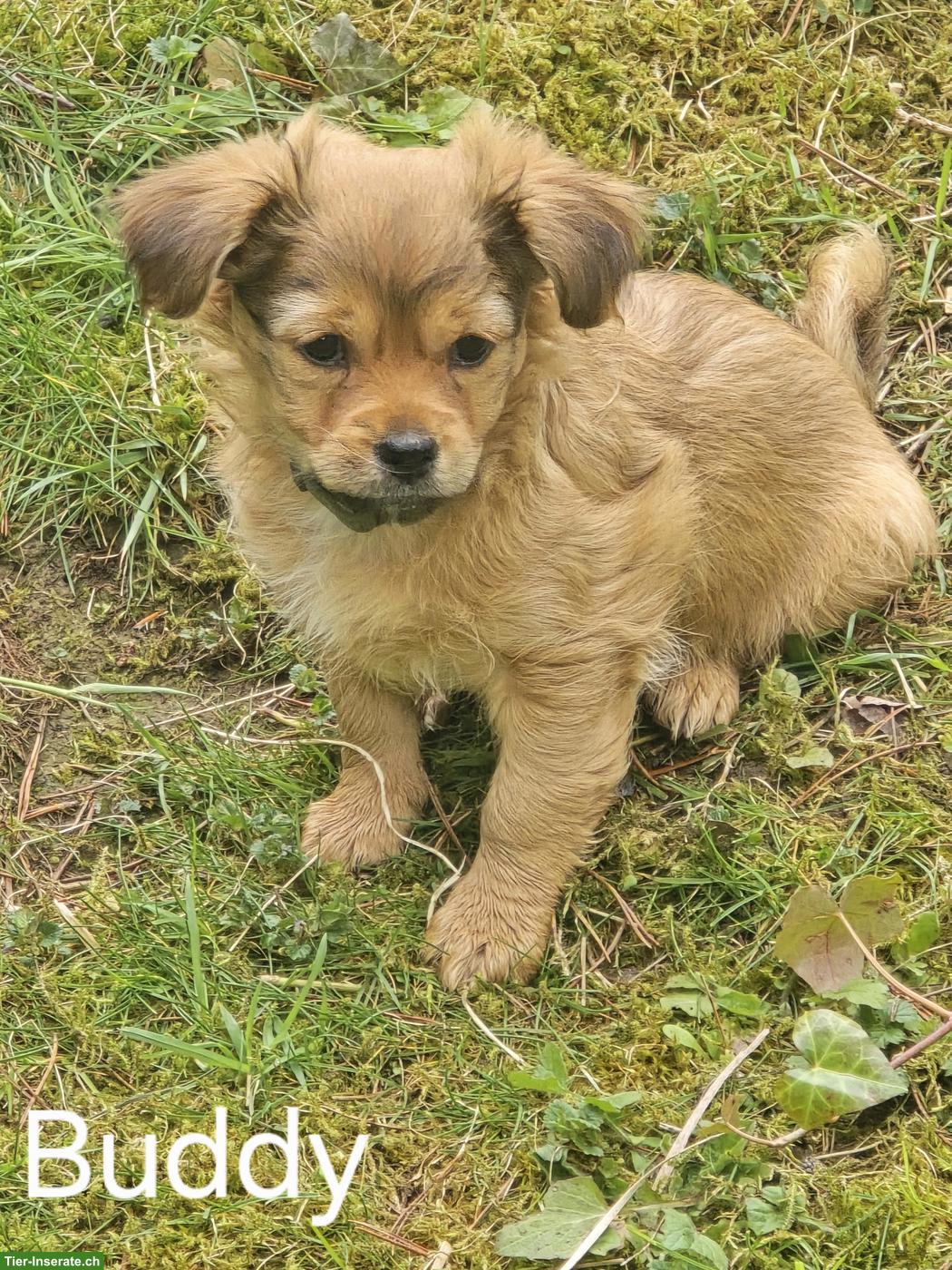 Bild 3: Chihuahua/Havaneser x Bolonka Mix Welpen