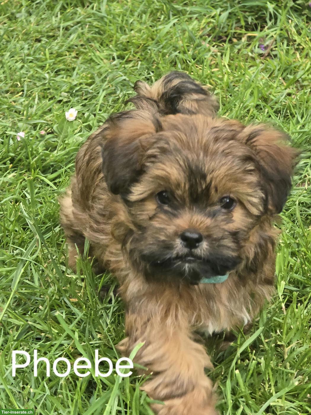 Bild 4: Chihuahua/Havaneser x Bolonka Mix Welpen