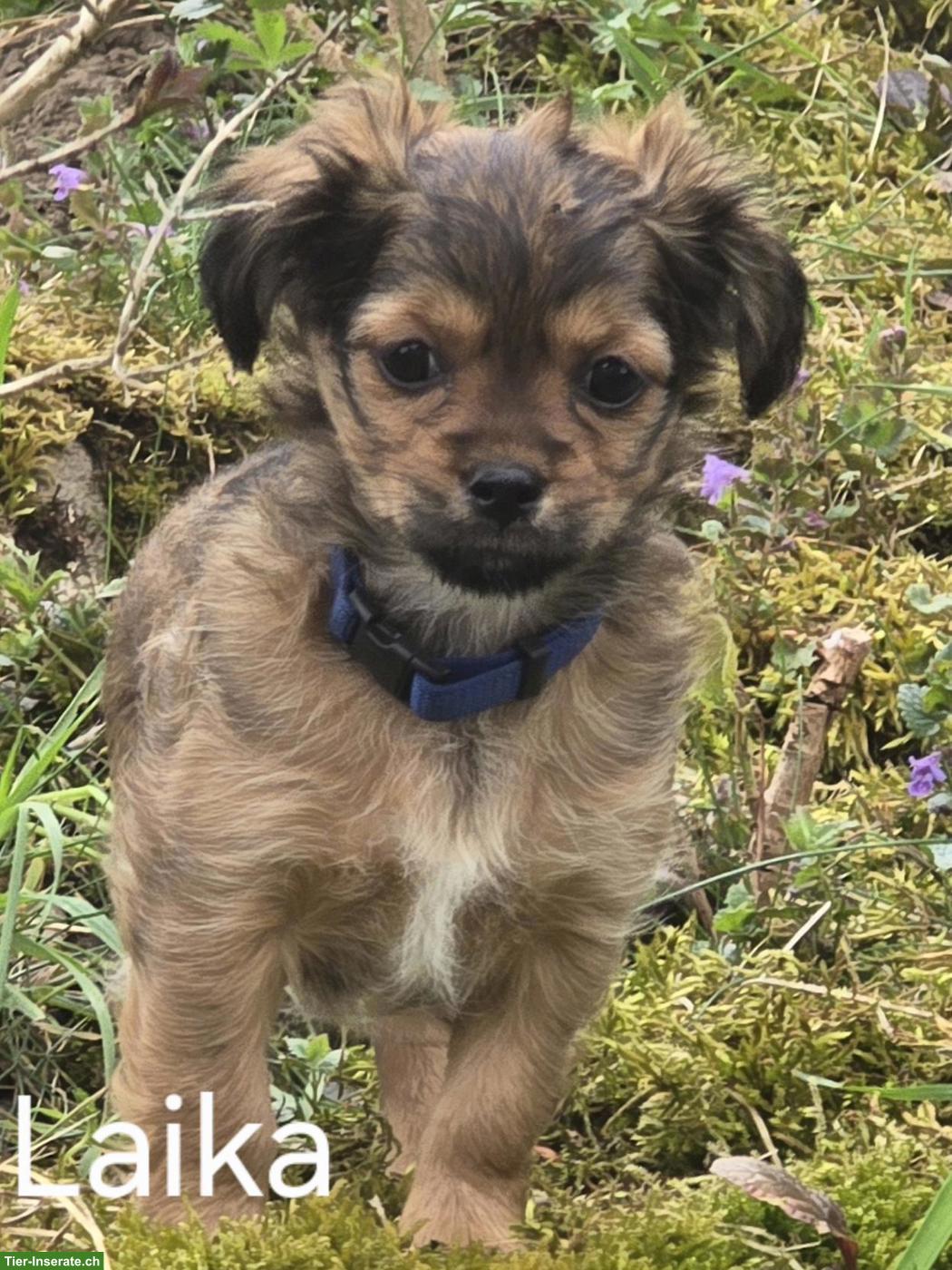 Bild 5: Chihuahua/Havaneser x Bolonka Mix Welpen