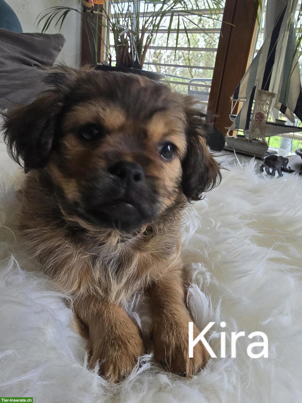 Bild 6: Chihuahua/Havaneser x Bolonka Mix Welpen