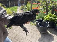 Ayam Cemani-Mix Jungtier abzugeben