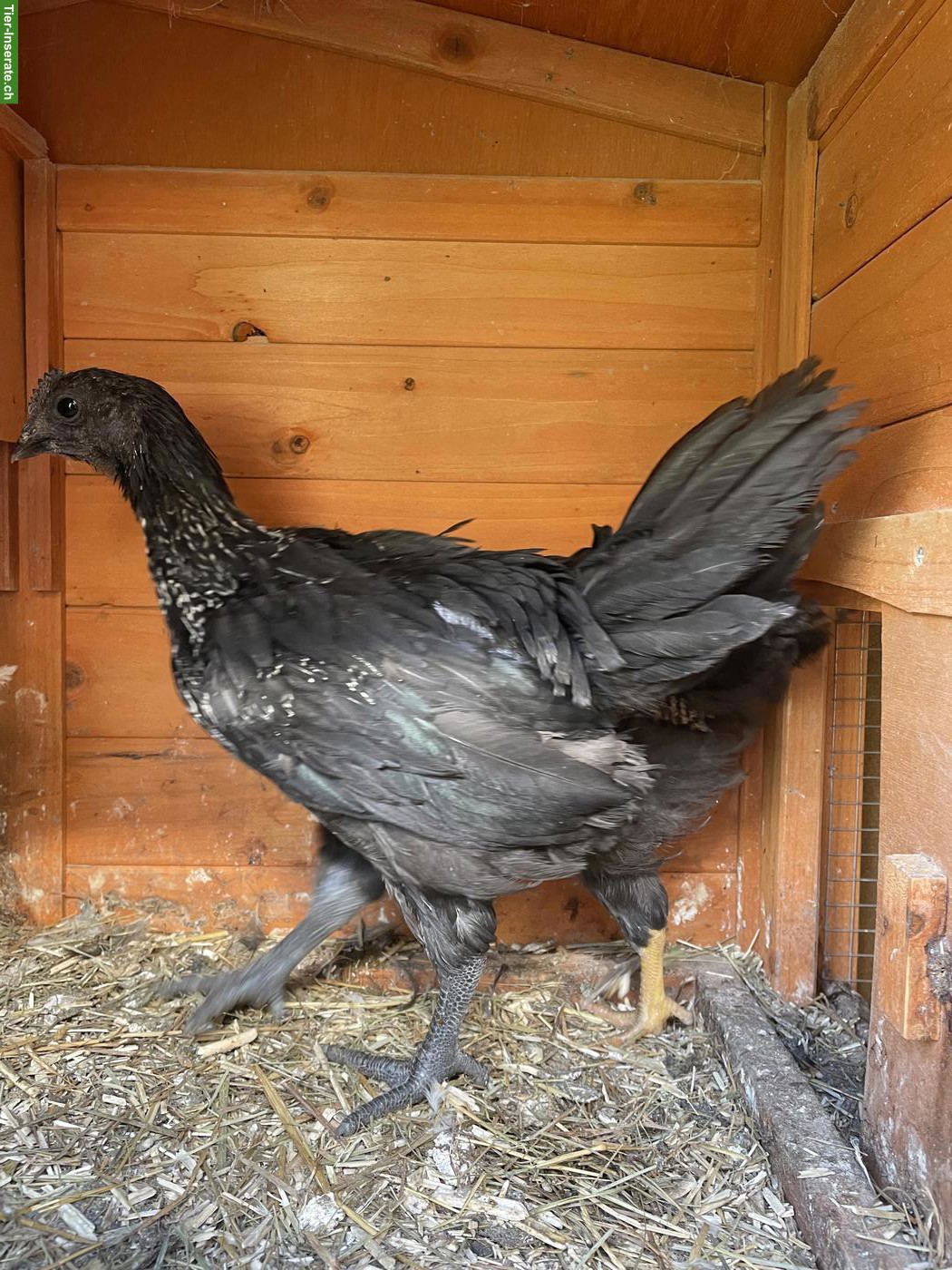 Bild 2: Ayam Cemani-Mix Jungtier abzugeben