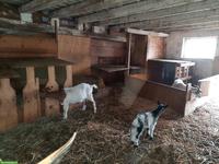 Ziegenherde mit Bock, Geissen & Gitzi zu verkaufen