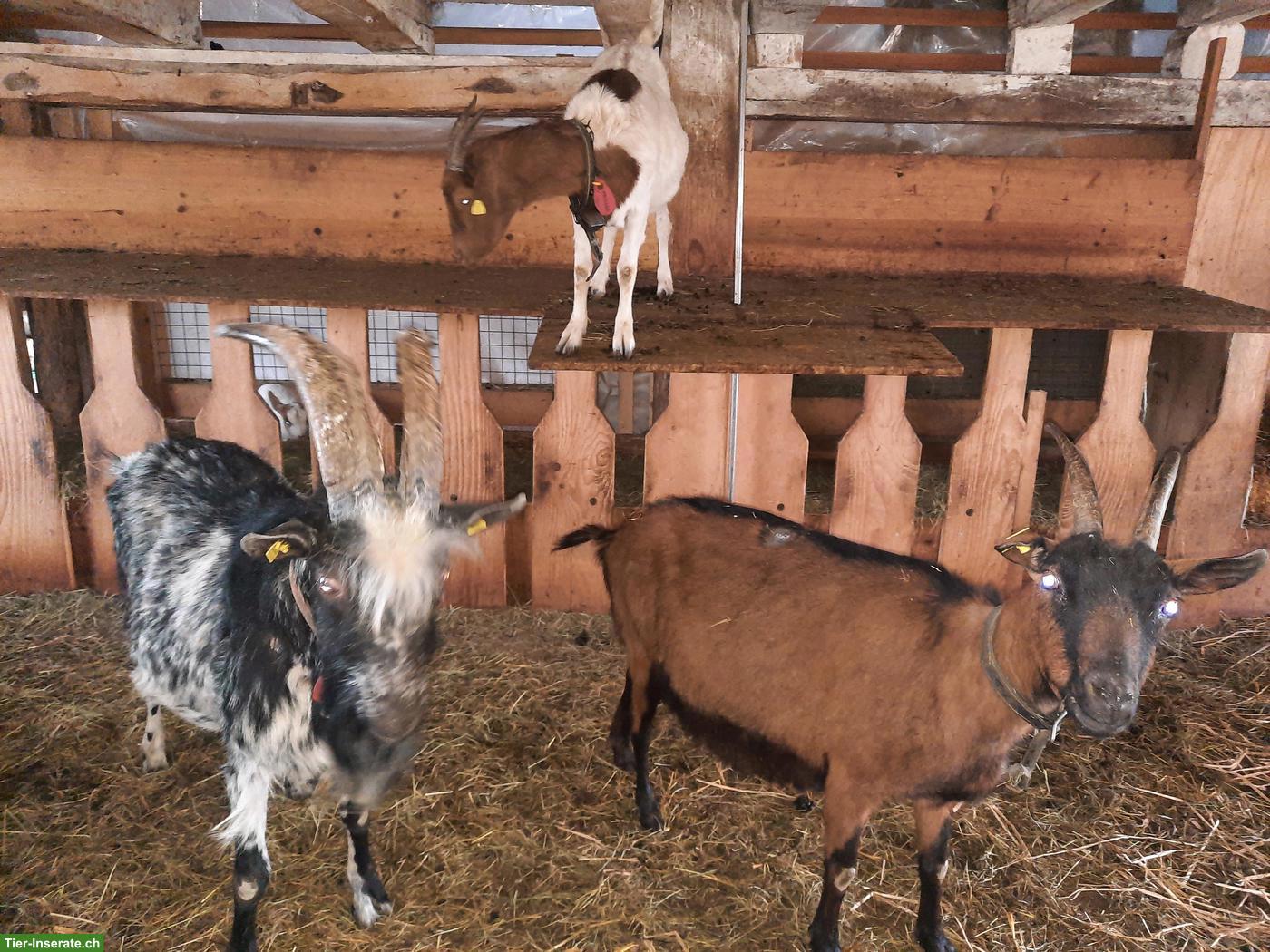 Bild 2: Ziegenherde mit Bock, Geissen & Gitzi zu verkaufen