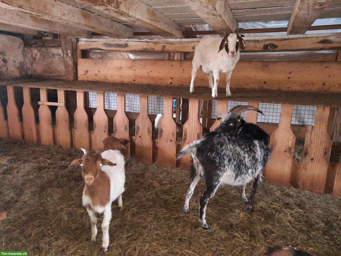 Bild 3: Ziegenherde mit Bock, Geissen & Gitzi zu verkaufen