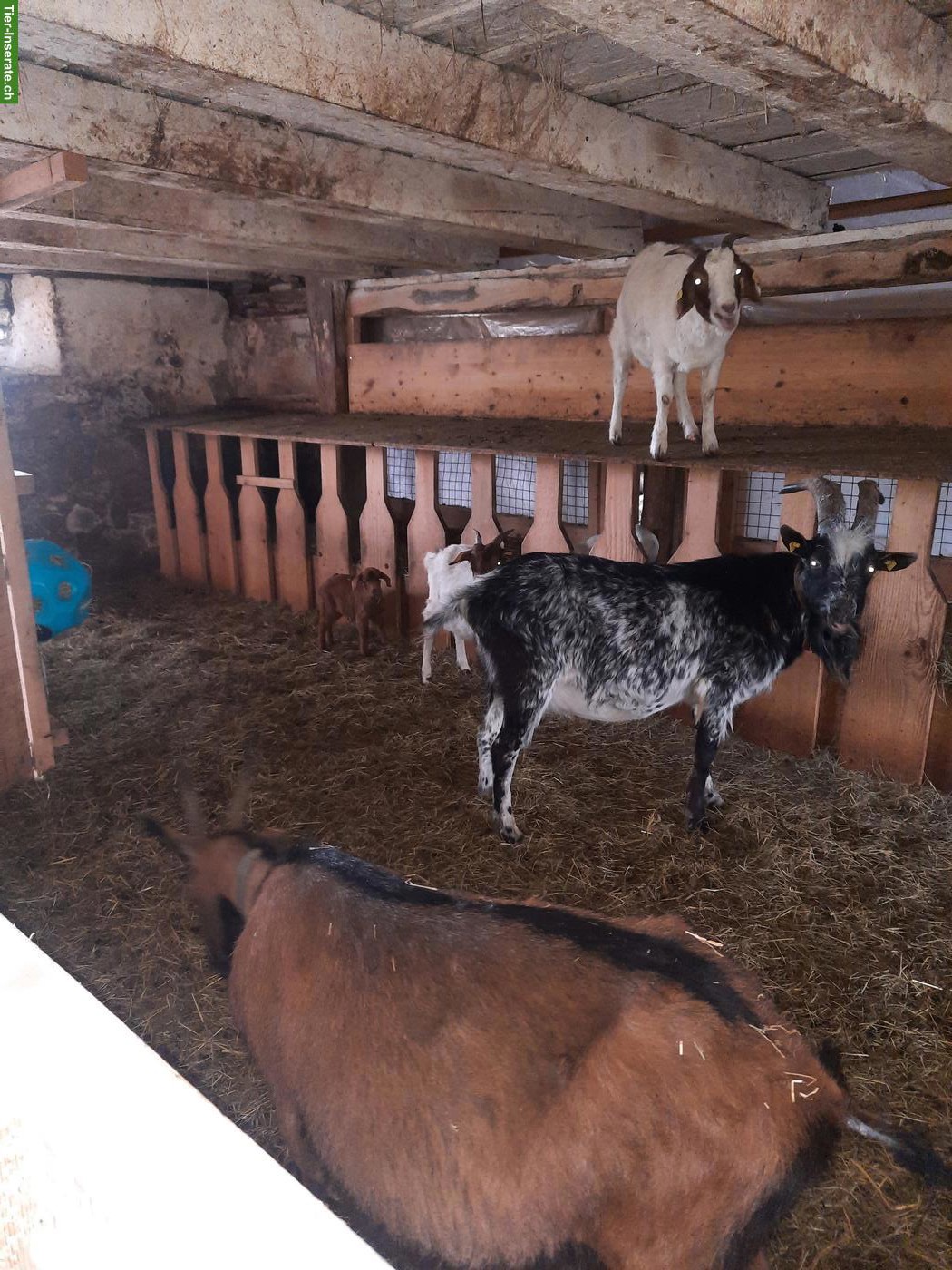 Bild 4: Ziegenherde mit Bock, Geissen & Gitzi zu verkaufen