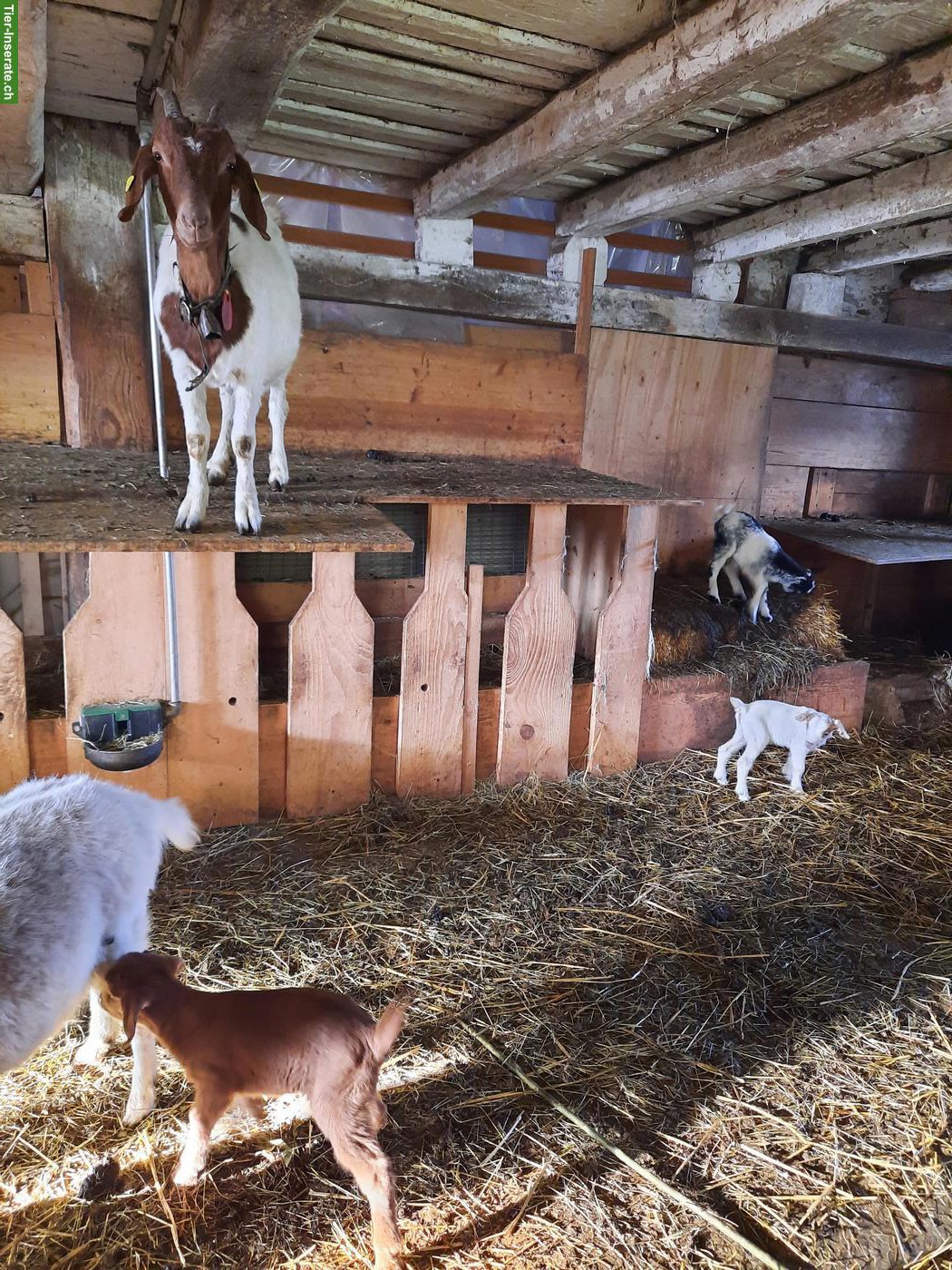 Bild 5: Ziegenherde mit Bock, Geissen & Gitzi zu verkaufen