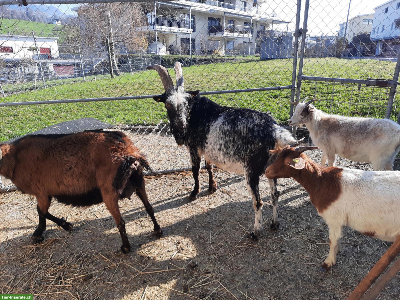 Bild 6: Ziegenherde mit Bock, Geissen & Gitzi zu verkaufen