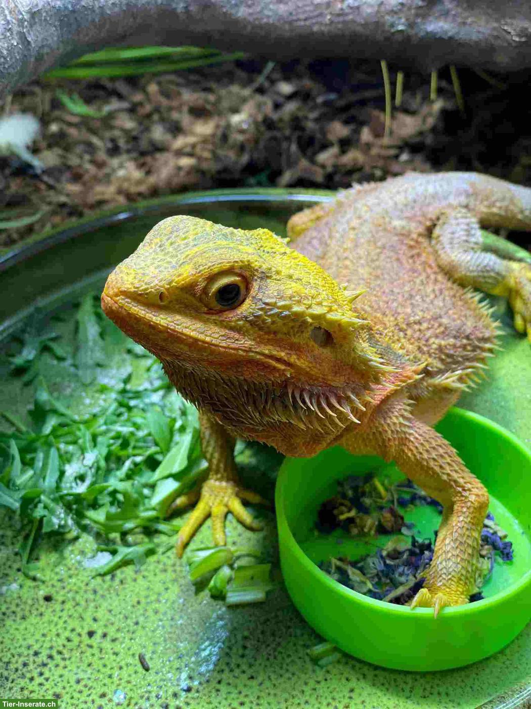 Ferienbetreuung Reptilien und Pflanzengiessen