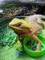 Ferienbetreuung Reptilien und Pflanzengiessen