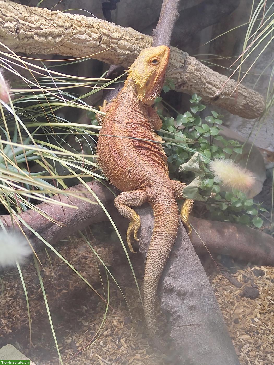 Bild 2: Ferienbetreuung Reptilien und Pflanzengiessen