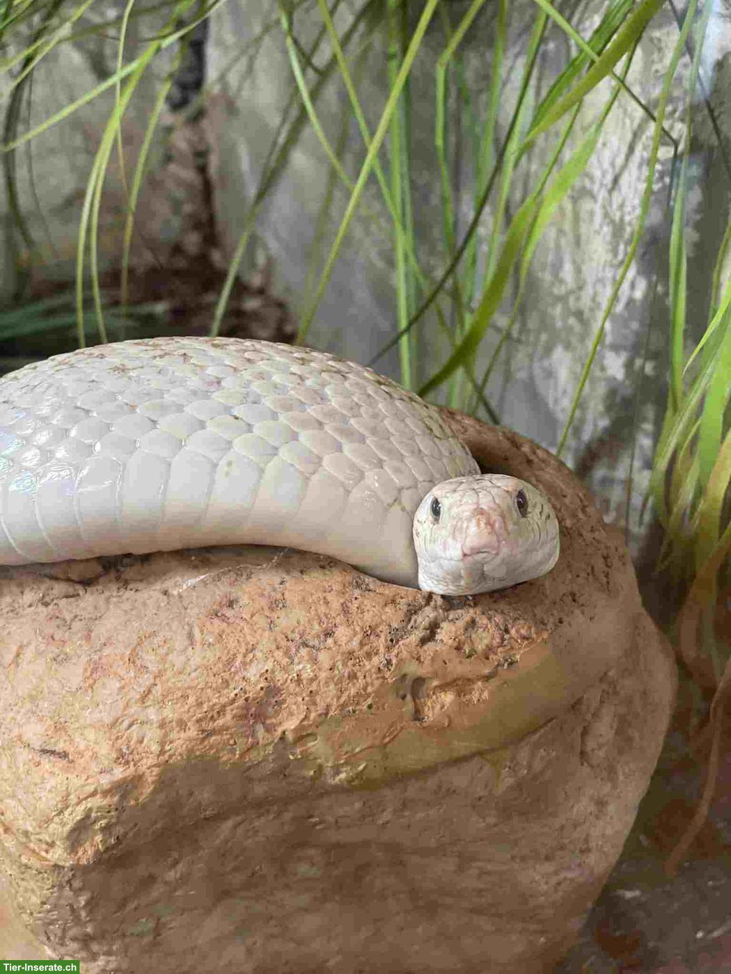 Bild 3: Ferienbetreuung Reptilien und Pflanzengiessen