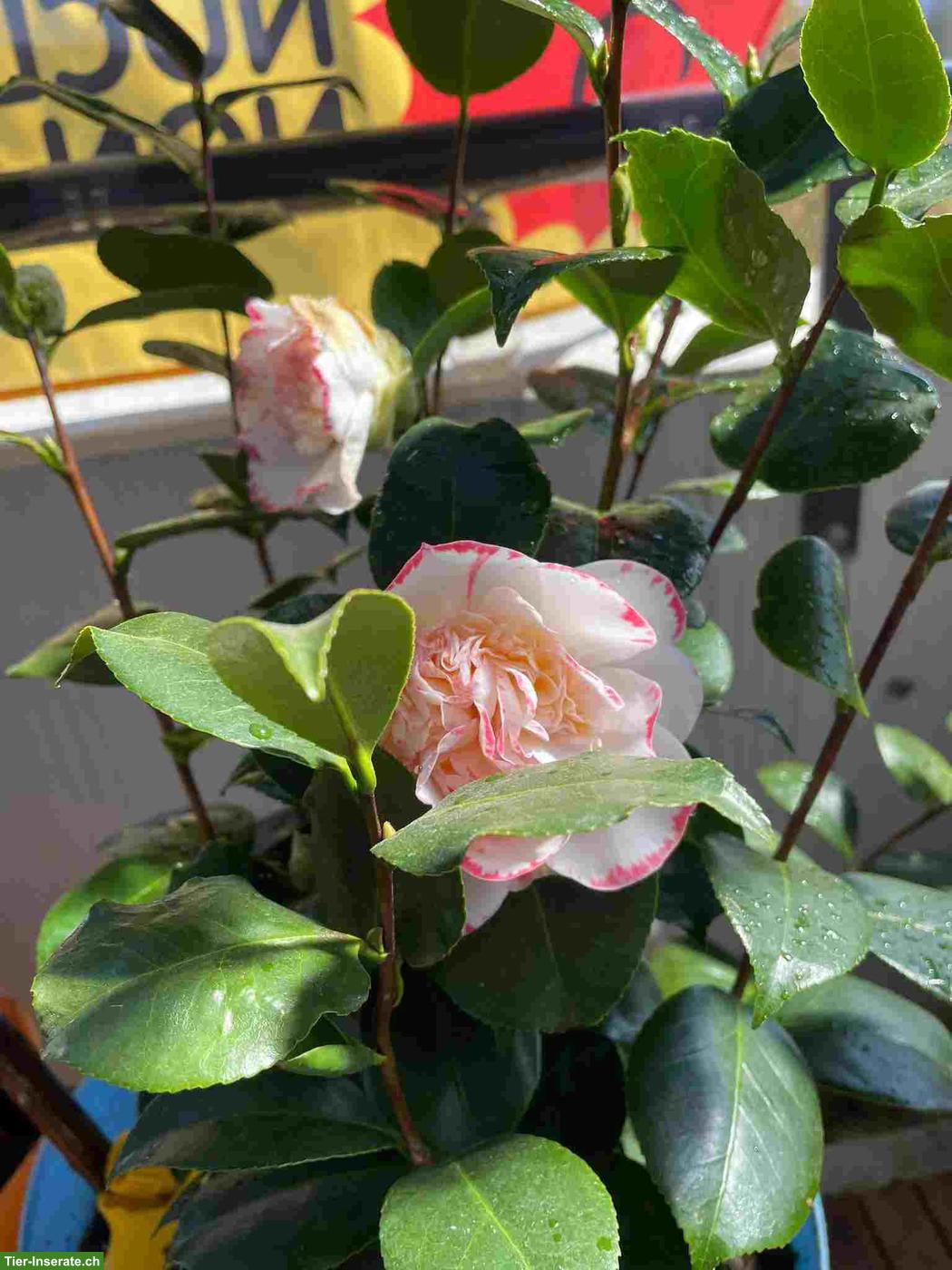 Bild 5: Ferienbetreuung Reptilien und Pflanzengiessen